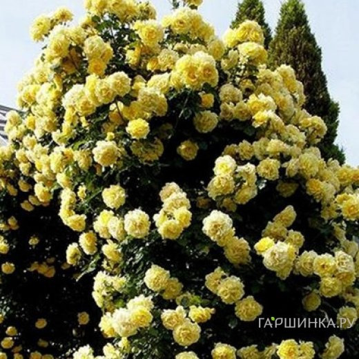 Роза Казино плетистая, Топалович (лиц)