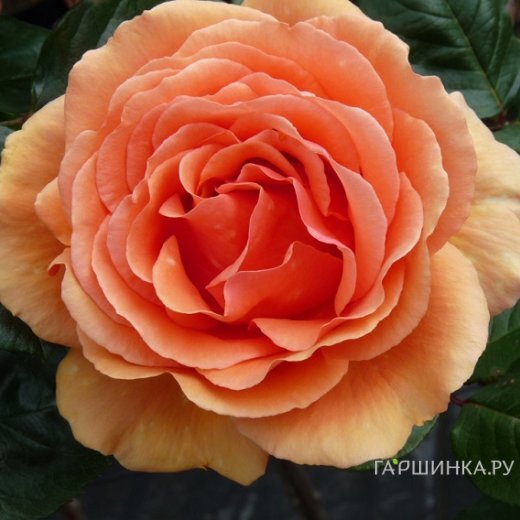 Роза Ашрам чайно-гибридная, Топалович (лиц)