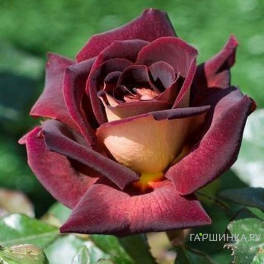 Роза Эдди Митчел чайно-гибридная, Топалович (лиц)