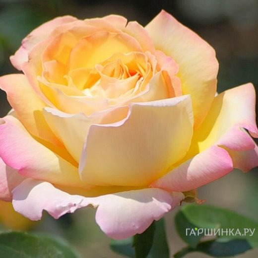 Роза Глория Дей чайно-гибридная, Топалович (лиц)