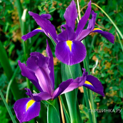 Ирис Пурпл Сенсейшн 10шт