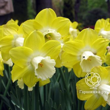 Нарцисс Авалон крупнокорончатый 5шт.