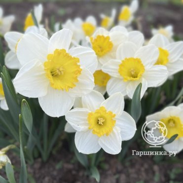 Нарцисс Саунд крупнокорончатый 5шт.