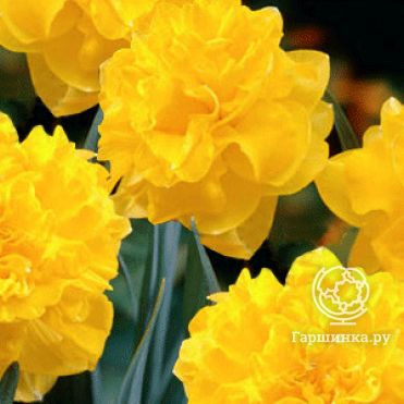 Нарцисс Истертайд махровый 5шт