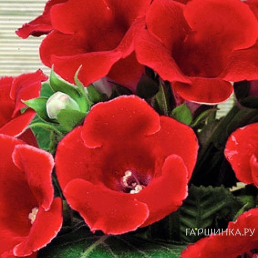 Глоксиния Этойле де Фью