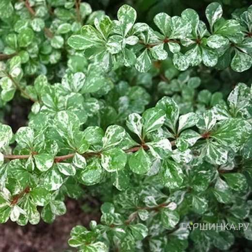 Барбарис Тунберга Келлерис