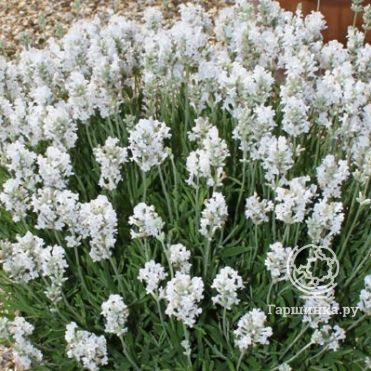 Лаванда Арктик Сноу