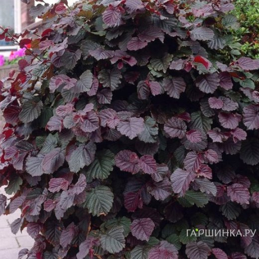 Лещина крупная Пурпуреа