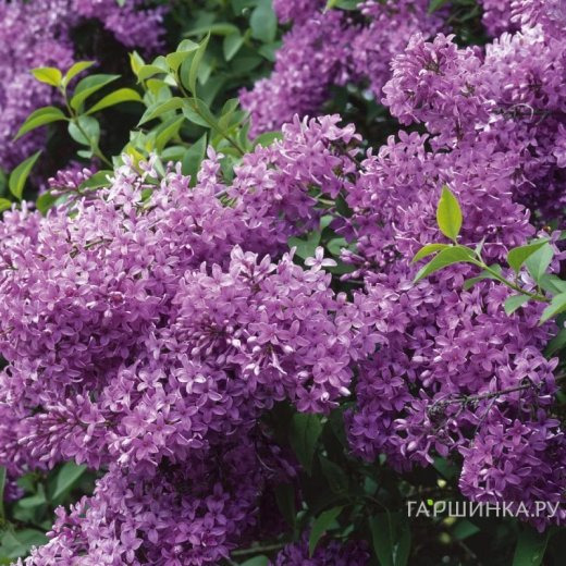 Сирень китайская Саугеана