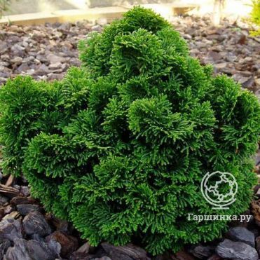 Кипарисовик тупой Нана Грацилис