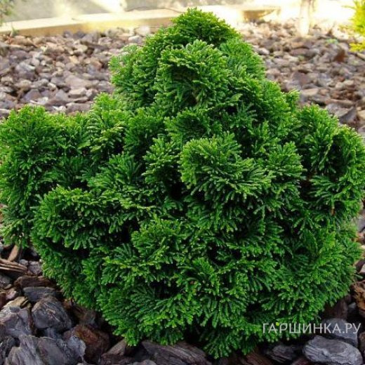 Кипарисовик тупой Нана Грацилис