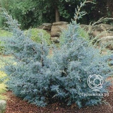 Можжевельник китайский Блю Альпс