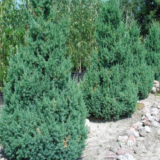 Можжевельник китайский Стрикта
