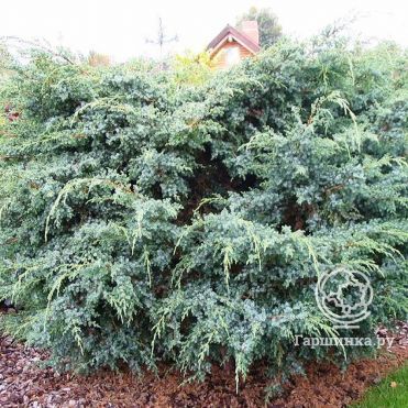 Можжевельник чешуйчатый Мейери