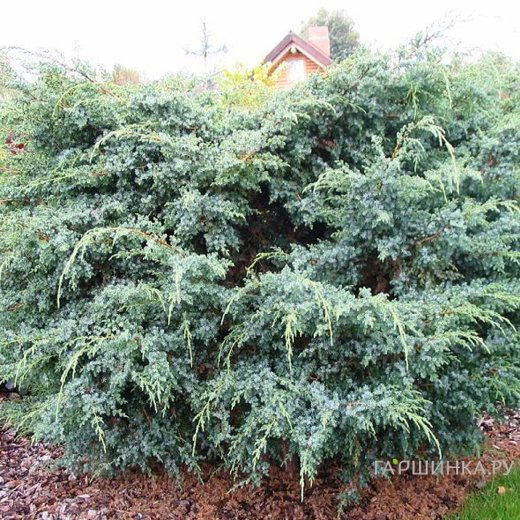 Можжевельник чешуйчатый Мейери