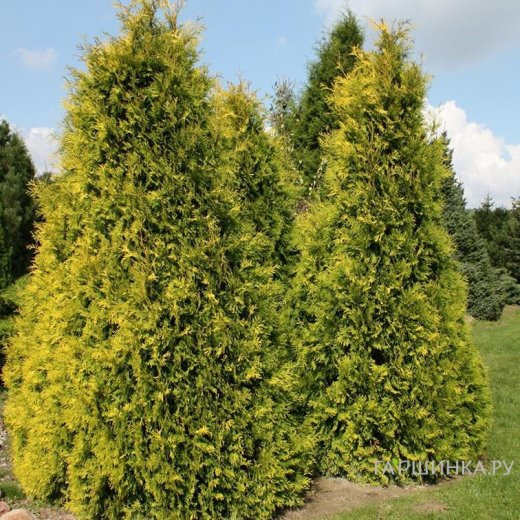 Туя западная Еллоу Риббон