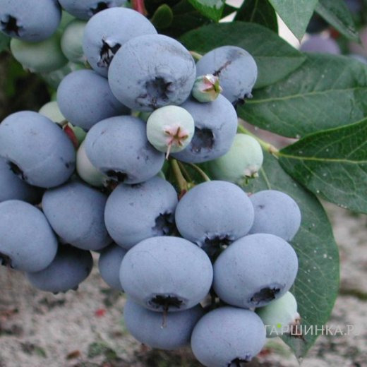 Голубика Блюголд