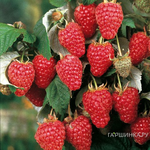 Малина Херитейдж ремонтантная