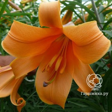 Лилия Африкан Квин трубчатая