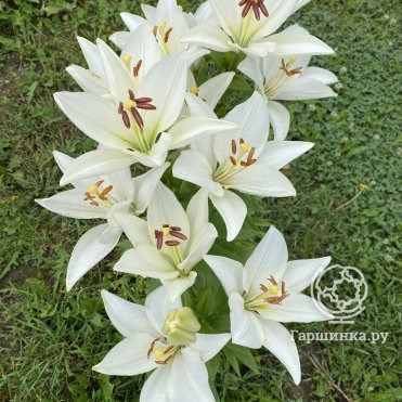 Лилия Брайт Даймонд ЛА-гибрид