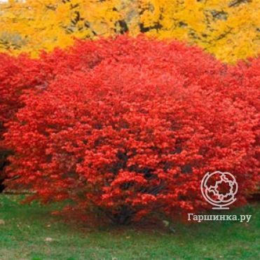 Бересклет крылатый Компактус