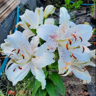 Лилия Мускадет восточная