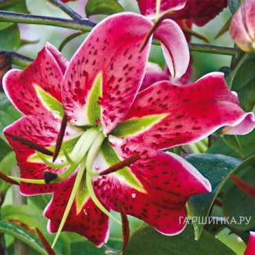 Лилия Скарлет Делайт видовая/2 шт