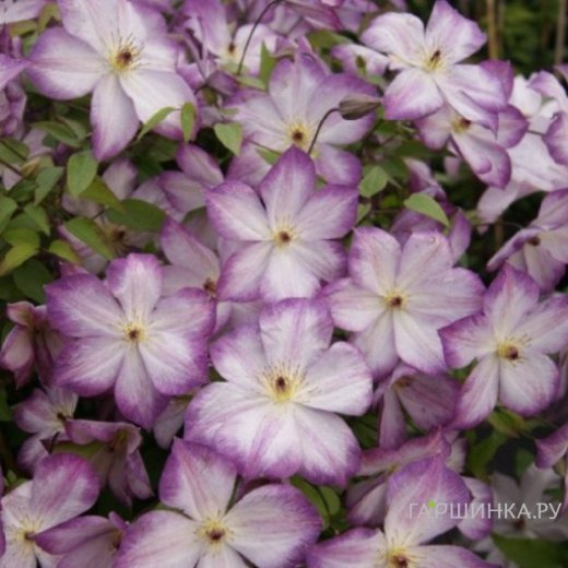 Клематис Перниль мелкоцветковый (3)