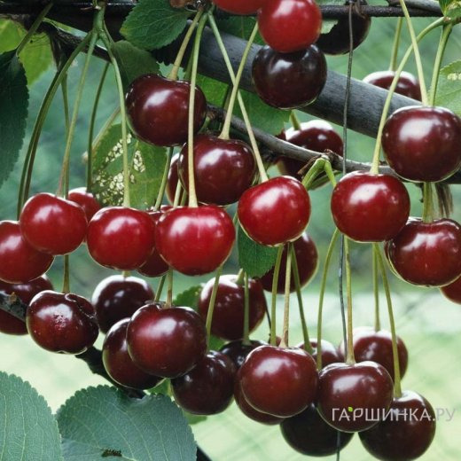 Вишня Волочаевская