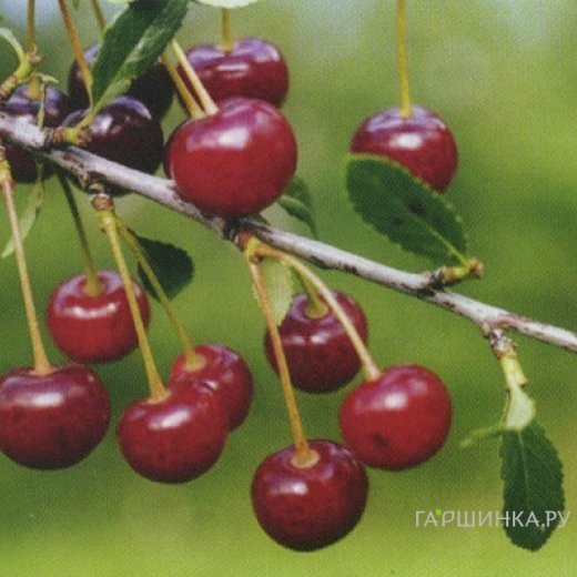 Вишня Горьковская