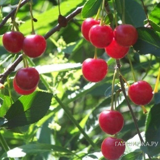 Вишня Нижнекамская