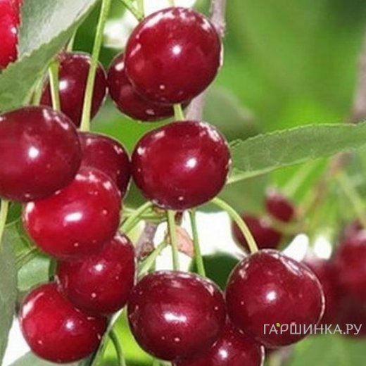 Вишня Уральская рубиновая
