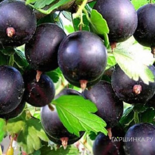 Крыжовник Командор черноплодный бесшипный