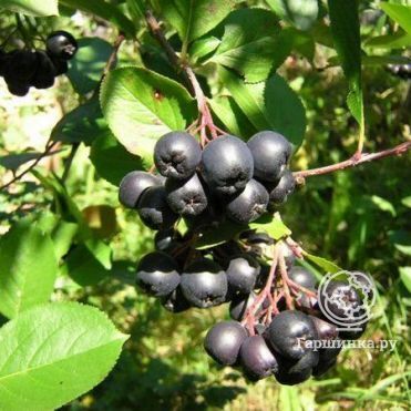 Черноплодная рябина (Арония)