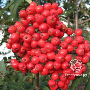 Рябина Алая крупная