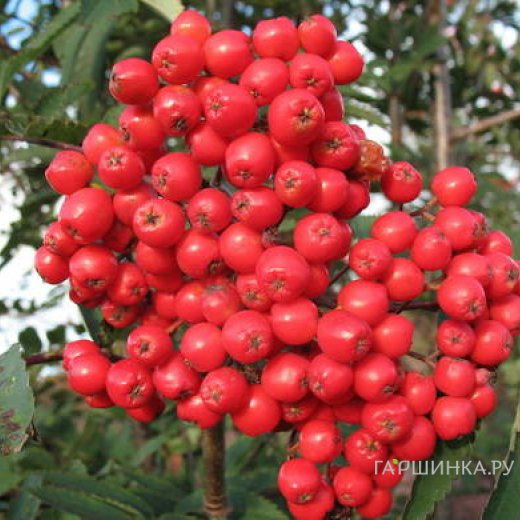Рябина Алая крупная
