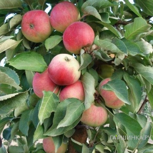 Яблоня Кумир колоновидная
