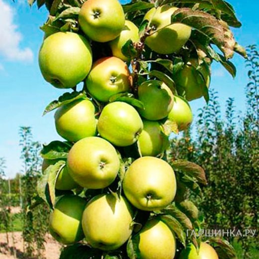 Яблоня Малюха колоновидная (лицензионная)