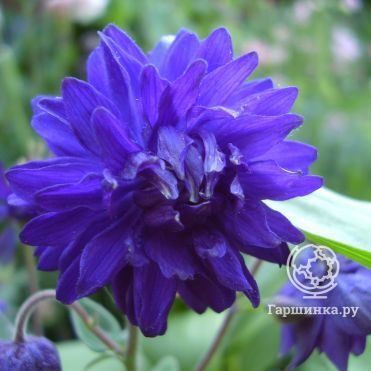 Аквилегия Блу Барлоу