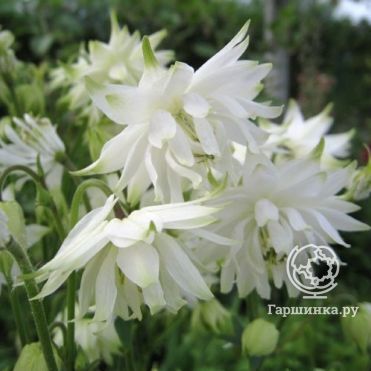 Аквилегия Вайт Барлоу