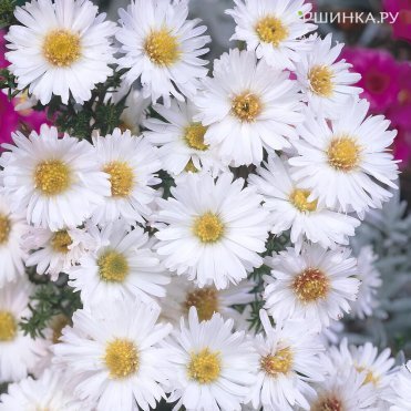 Астра Вайт Ледиз новобельгийская