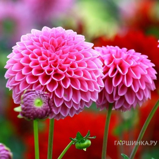 Георгина Сандра шаровидная