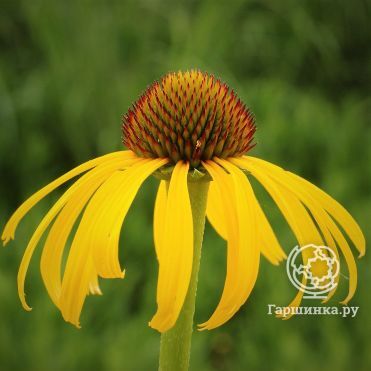 Эхинацея странная