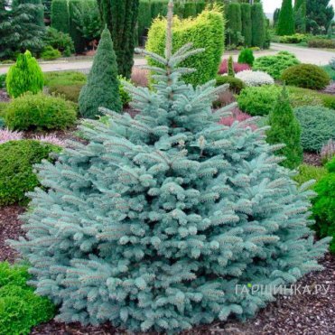 Ель колючая Глаука Глобоза