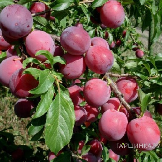 Слива Аленушка