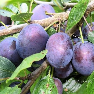 Слива Тульская черная
