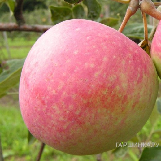 Яблоня Слава победителям