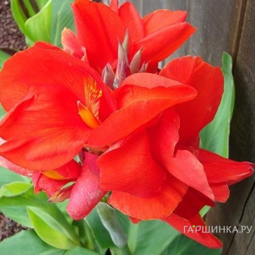 Канна Бриллиант