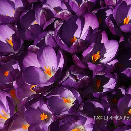 Крокус Руби Гиант 15 шт