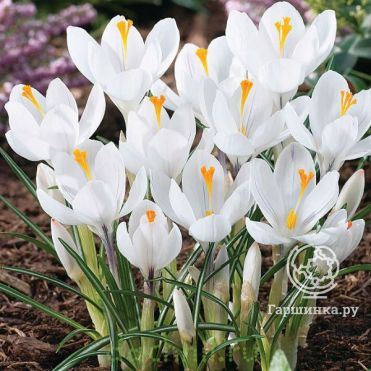 Крокус Жанна д'Арк 10 шт